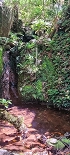 Plants: image 69 Of 208 Thumb